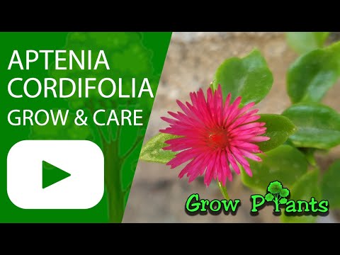 , title : 'Aptenia cordifolia - grow, care harvest & EAT (Baby sun rose)'