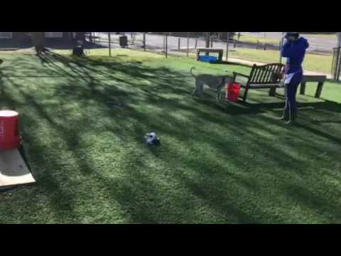 Shiloh loves to play, part 1