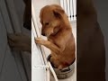 Dog Funny Reels Video Tamil Funny Video Status Trending Reel Video Comedy Status
