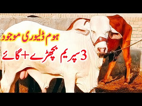 Pure Cholistani Gulabi Nukre Bachre And Cholistani Cow | Luden Cow Mandi || Global Village Farming