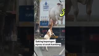 Download lagu Saking kepengen nyusu si anak kambing, balehopun disikat mp3