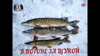 Ловля щуки зимой на жерлицы в ленинградской области