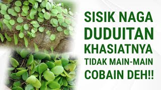 Download lagu Dragon Scales (Duduitan), a Small Plant with Big Benefits | Benefits & How to Process It mp3