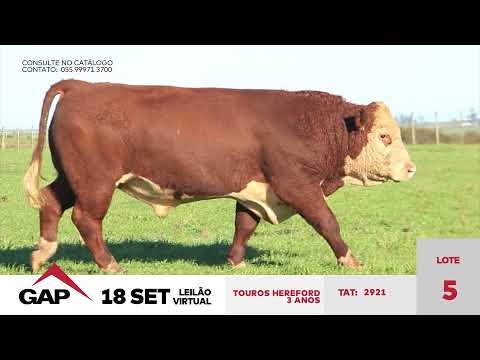 TOUROS HEREFORD - LOTE 05 - GAP Leilão 2021