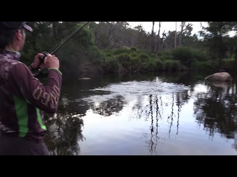 Amazing Topwater Murray Cod Action