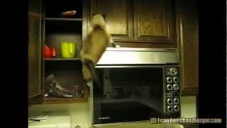 Cheezburger : Animal Fails