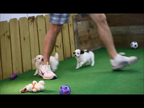 Daija Danique  May 2, 2020