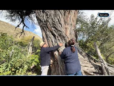 El abrazo al árbol que lo vio crecer | San Luis Profundo - 15 - 07 - 2026