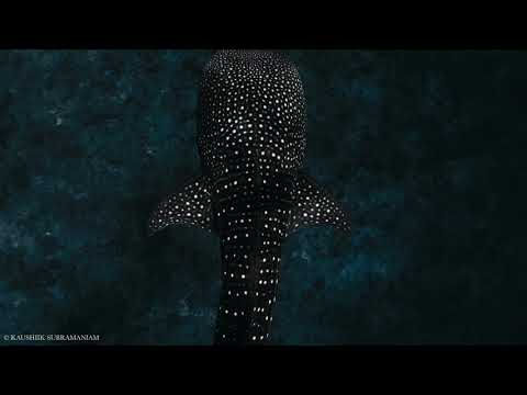 Whale Shark Encounter thumbnail