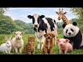 Animal Sound For Kids Cute Animal Sound Learn Wild And Farm Animals
