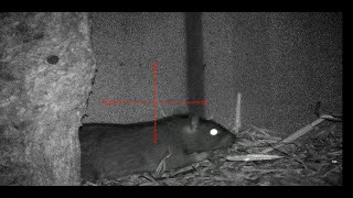 30+ Rats- horse stable rat bashing - night vision rat hunting