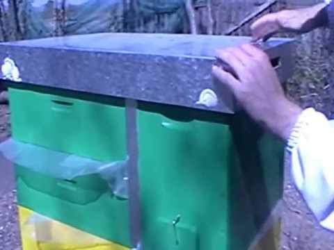 Punerea caturilor pe stupul ursu ( bio stup)