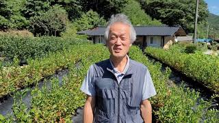 속리산 고냉지에서 기른 블루베리 2년생 듀크 묘목을 소개합니다.