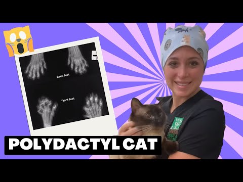 Veterinarian describes polydactyl cat x-rays