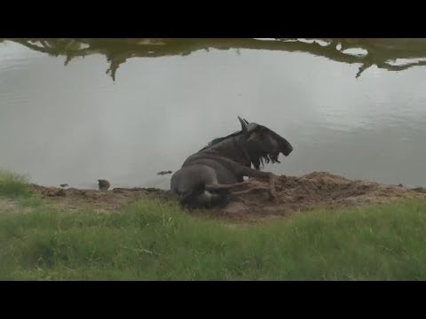 Djuma: Wallowing Wildebeest bull - 07:30 - 02/03/19
