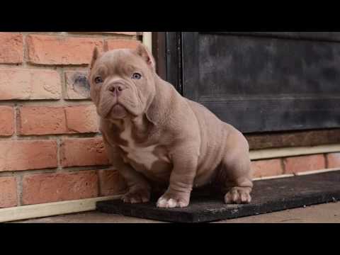 SOLÉ  .....BAPE X ANGEL DUST... 12 WEEKS