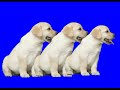 Sesame Street Swedish Number 3 Dogs