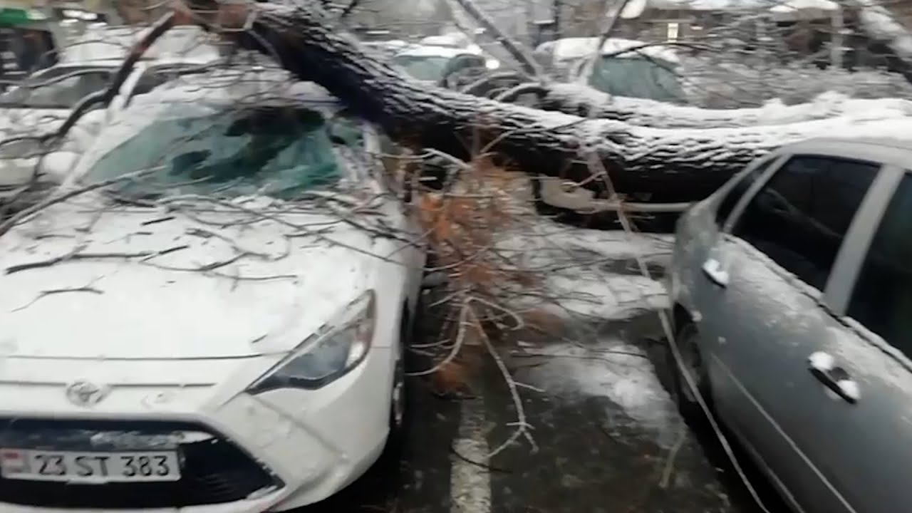 Ծառը շուռ է եկել. մեքենաներ են վնասվել