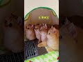 Can T Do Anything Else 1 TV Watching Master Confusing Cat Behavior Cute Pets Gone Viral
