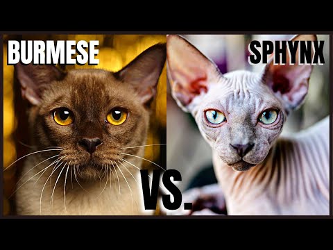 Burmese Cat VS. Sphynx Cat