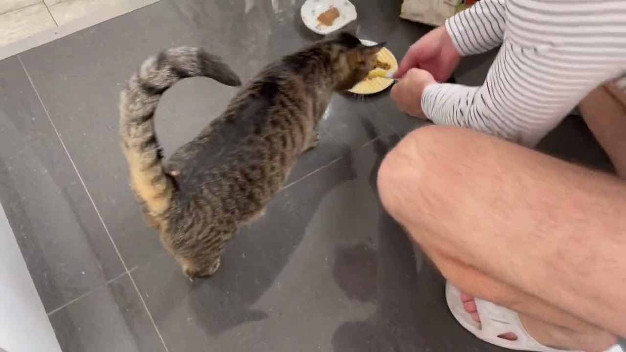 Viena/Bruxelas Domingo 31.07.2022