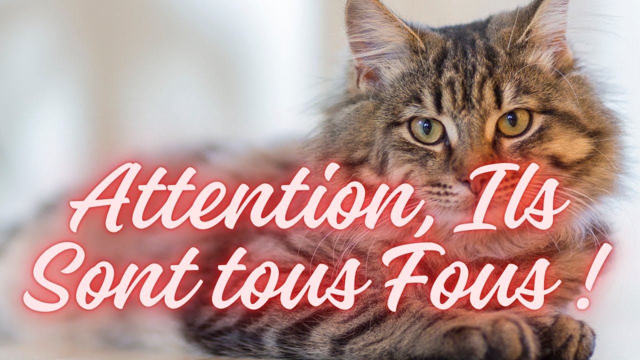 Attention, Ils sont Tous Fous #tarots #voyance #actualités