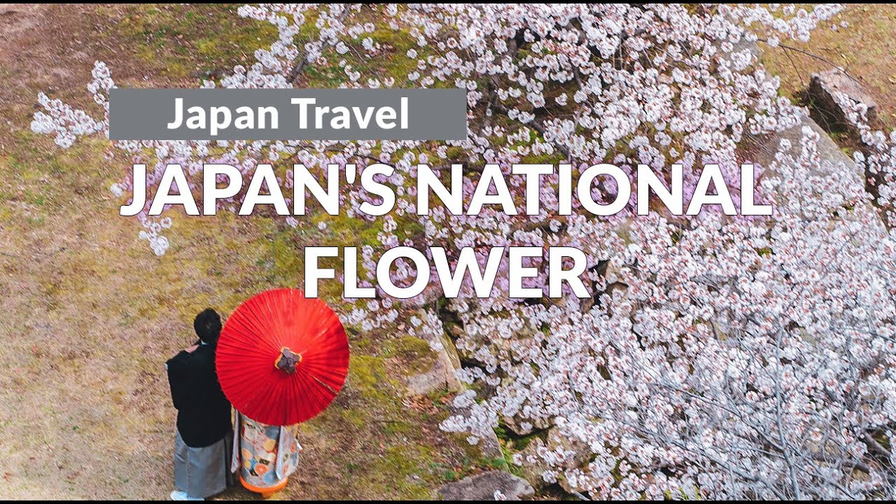 Why is cherry blossom the national tree of Japan? More REF