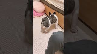 構ってもらえず暴れてます😅 #shorts