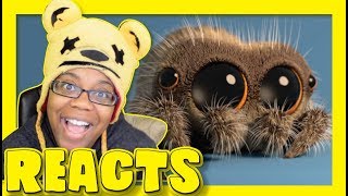 Lucas the Spider - Playtime Reaction