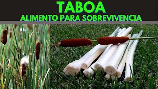 TABOA - PLANTA COMPLETA PARA SOBREVIVENCIA -PANCs