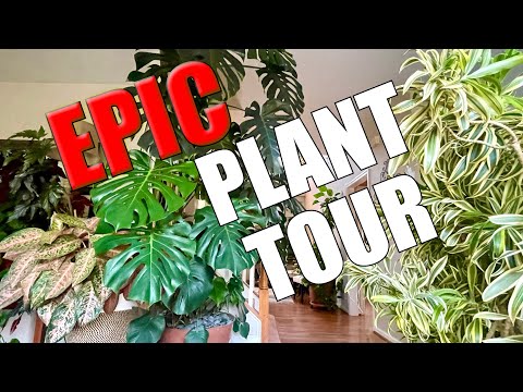 🌿🏡 Jungle in My Living Room! My Insane Plant Collection -Rare Giants &100s of Plants Revealed🌿