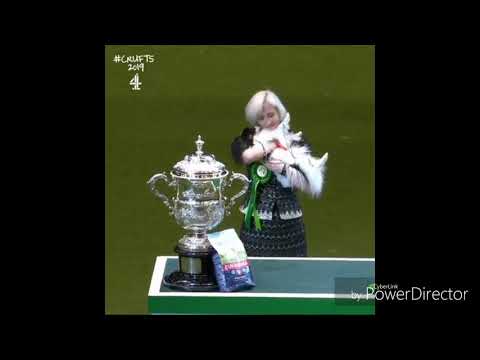 Cruffts 2019  psia kostka