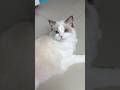 After This Video I Became Bald Cat Cats