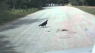 preview picture of video 'Turkey vulture coming back from Brechin'