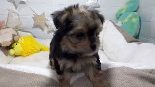 ハーフ犬の動画01