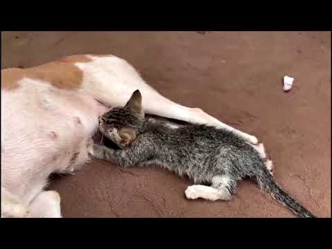 Prem=cat feeding on milk from Dog