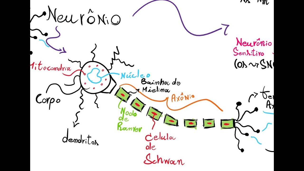 Introdução ao Sistema Nervoso