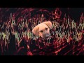The Dog Editions – I Shot Neil Young - FASCINOMA ...