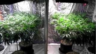 Spliff&#39;s Garden ~ Pro-420-Par/420-pfr-Pontoon Bloom Boom Room ~ 2-14-13