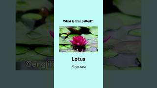 Can you name these flowers. #english #learnenglish