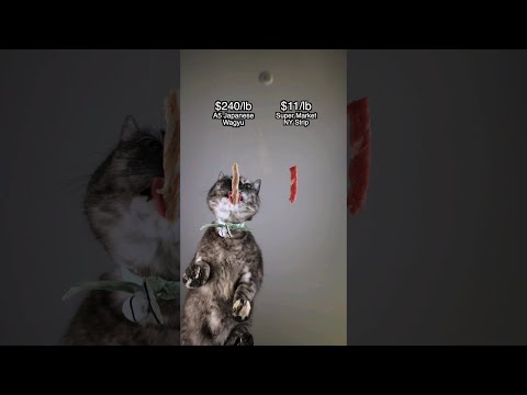 My Cat's Reaction To REAL Wagyu!!
