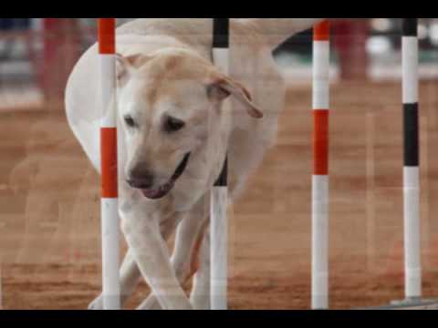 Sam Davie and Vero Agility Trials 3/28/09-4/4/09
