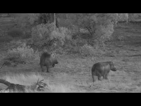 Djuma: Hippos leave the pan after lions move off  - 05:58 - 08/22/19