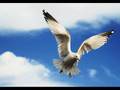 Seagull