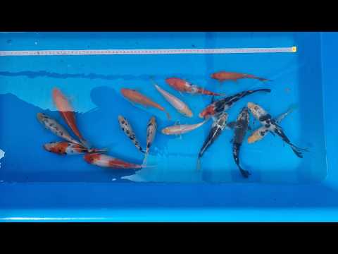 Video pregled koi ribe