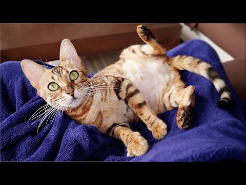 Watch the Kittens Move and Kick Inside Her Pregnant Belly
