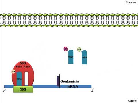 Gentamicin: Mechanism of Action
