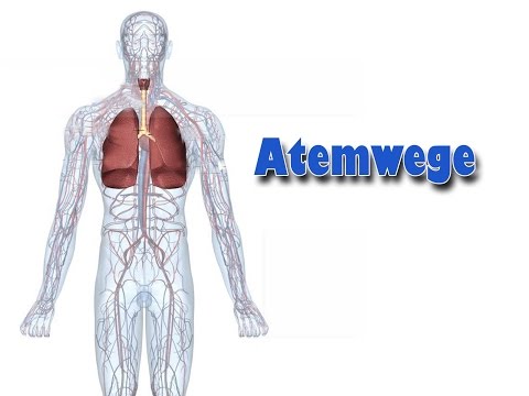 Structure and functions of the respiratory tract | Care channel