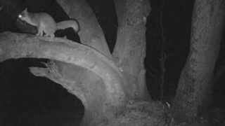 preview picture of video 'Gray Foxes Climbing a Tree #3 (night vision)'