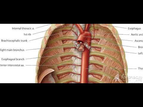 Thoracic cage